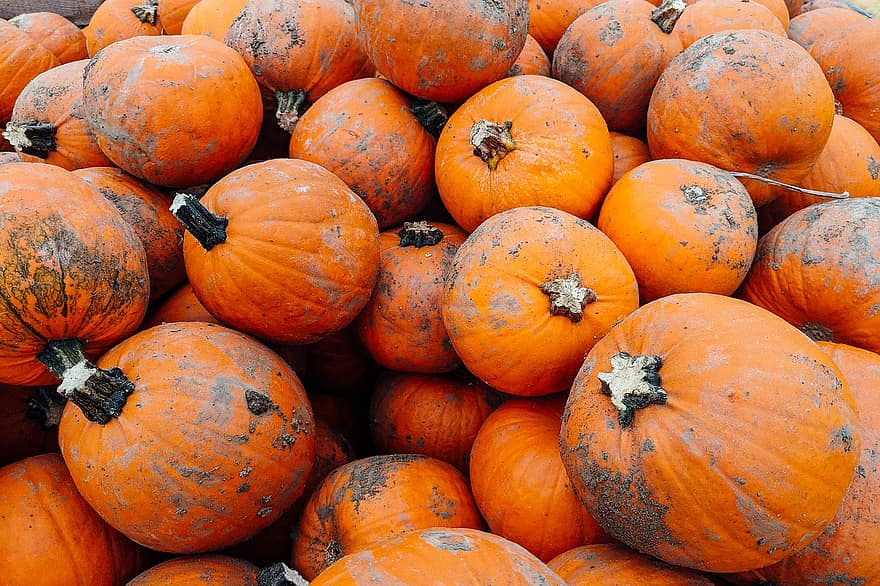 Pumpkins, Pumpkin Patch, Orange, Vegetables, Fresh, Harvest, Produce, Organic, Pumpkin Season, Pile, Pile Of Pumpkins