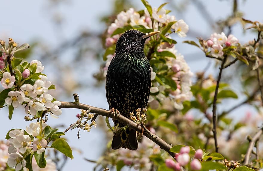 Bird, Starling, Beak, Branches, Scavenger, Nature, Avian, Perched, Animal, Close Up, Feathers