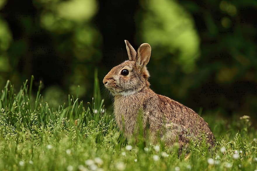 bunny, kanin, gress, ører, tenner, herbivore, poter, pattedyr, fauna