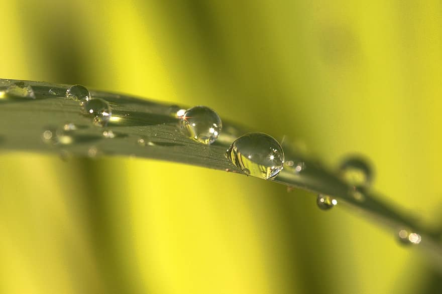 природа, роса, дождь, воды, макрос, падение, крупный план, зеленого цвета, свежесть, лист, завод