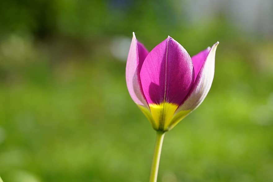 wilde Tulpe, rosa Tulpe, pinke Blume, Frühling, Natur, Blume, Garten, Pflanze, Nahansicht, Blütenblatt, Sommer-