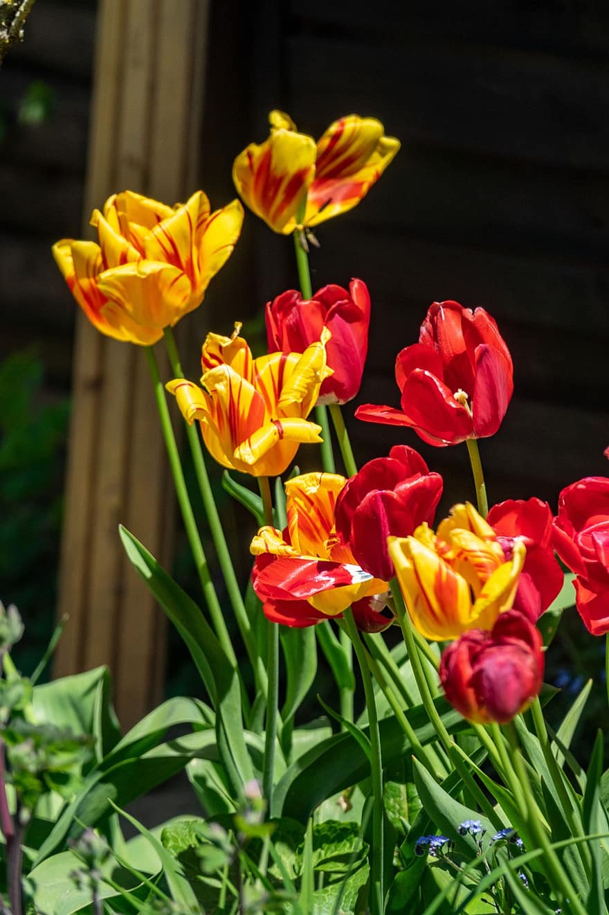 las flores, flor, floración, tulipanes, primavera, flora, jardín, botánica, planta, tulipán, amarillo