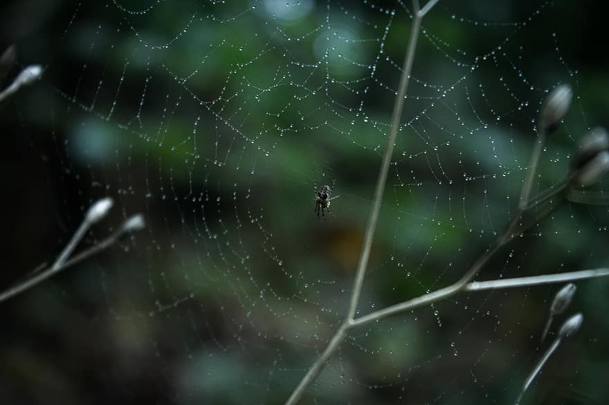 Spindel, spindelnät, morgondagg, webb, arachnid, djur-, dagg, daggdroppar, skog, natur