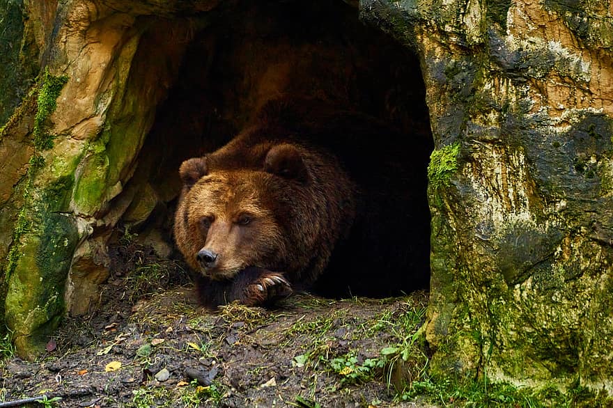 bære, brun bjørn, dvale, dyreliv, natur, bjørnens hul