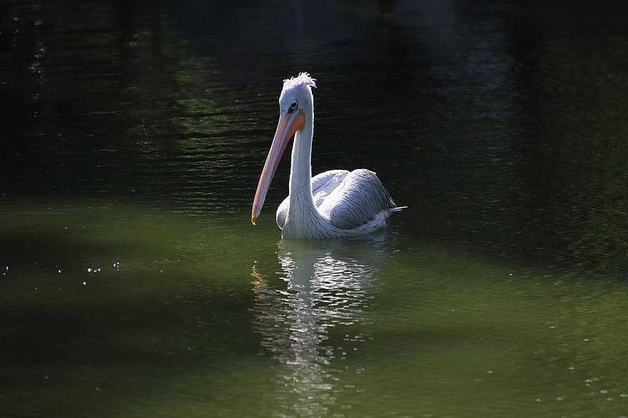 pelicano, pássaro, lagoa, vadear, pássaro aquático, ave aquática, animal, bico, conta, penas, plumagem