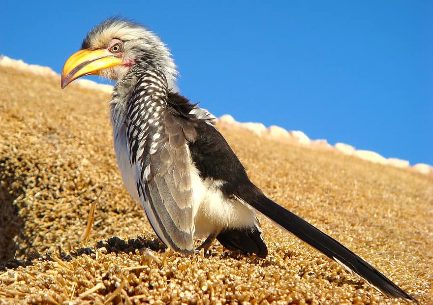 Southern Yellow-billed Hornbill, Hornbill, Bird, Animal, Wildlife, Plumage, Beak, Nature, animals in the wild, feather, blue