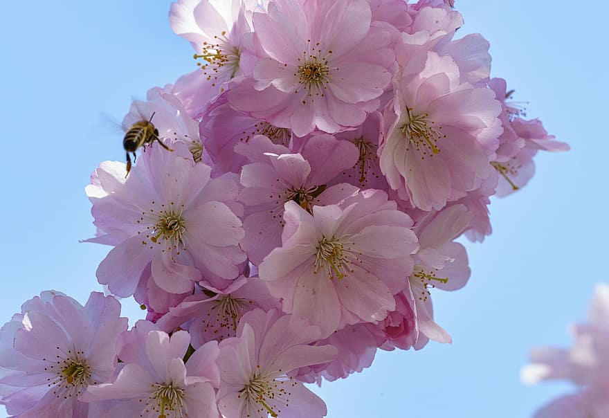 Blumen, Blütenblätter, blühen, Baum, Frühling, draußen, Blume, Nahansicht, Pflanze, pinke Farbe, Sommer-