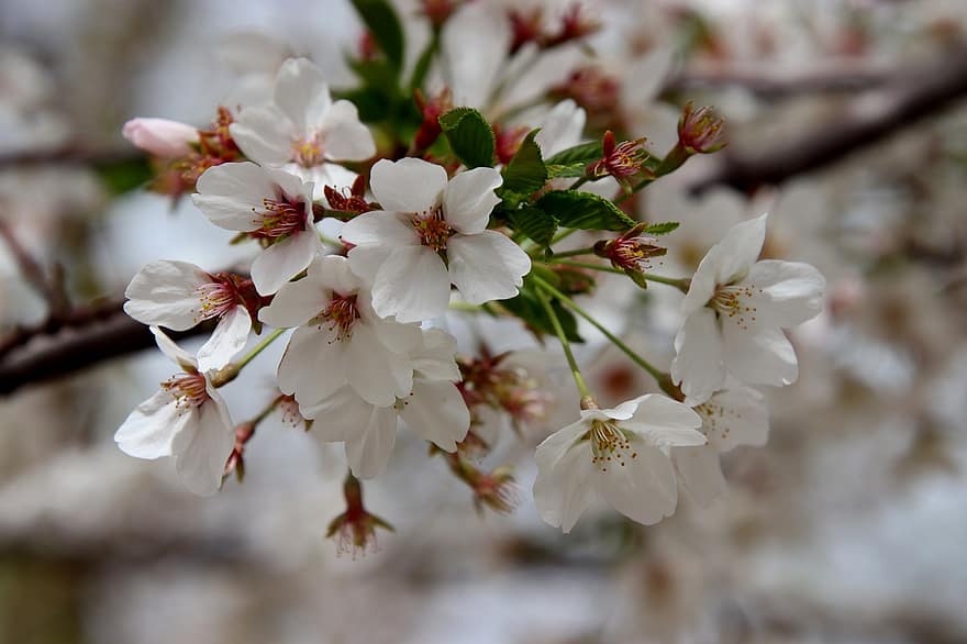 flores, flores de cerejeira, pétalas, ramo, florescimento, florescendo, sakura, flora, arvore Sakura, Primavera, temporada de primavera