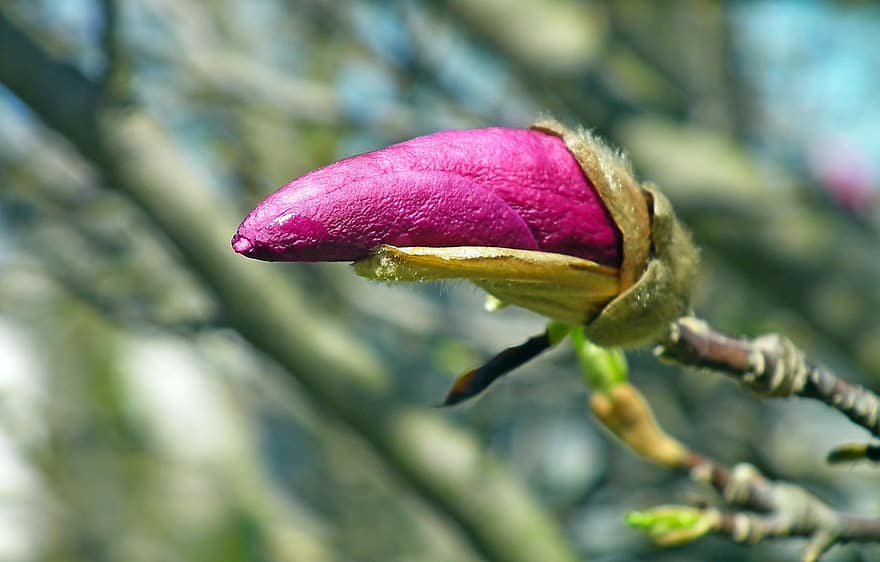 magnolia, germoglio, fiore, fiore rosa, primavera, pianta, albero, giardino, natura