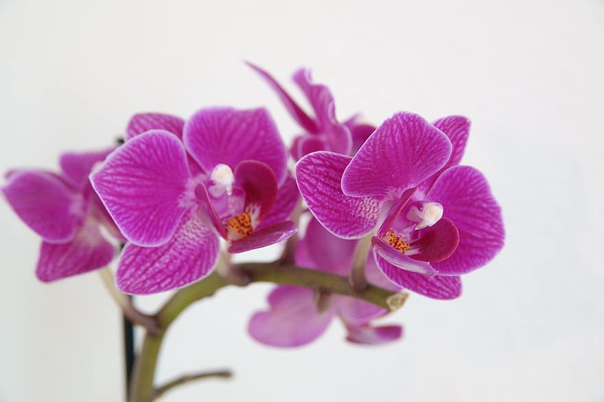 orchideeën, bloemen, paarse bloemen, bloemblaadjes, paarse bloemblaadjes, flora, bloesem, bloeien, detailopname, orchidee, fabriek