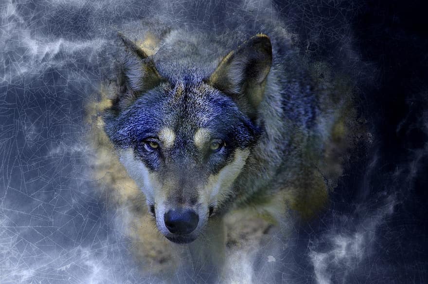 animal, llop, depredador, caçador, vida salvatge, creativitat, gos, caní, mascotes, animals a la natura, un animal