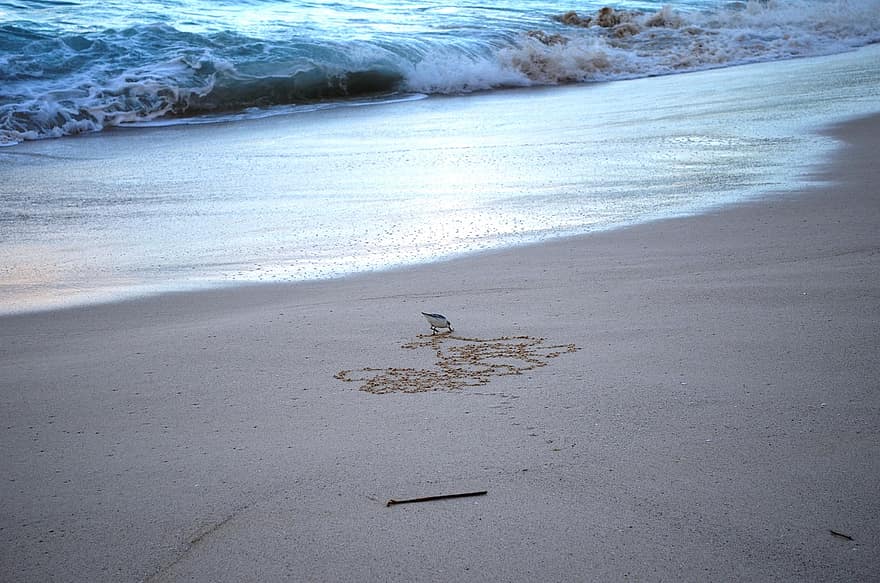 paukštis, smėlis, papludimys, pakrantėje, jūros pakrantėje, jūros, vandenynas, gyvūnas, laukinės gamtos, menininkas, piešimas
