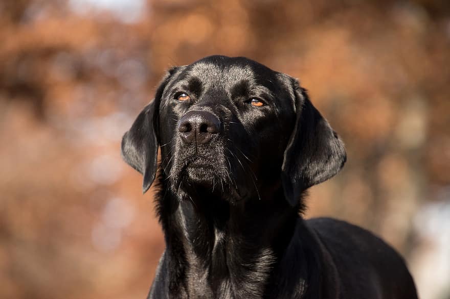Labrador Retriever, Dog, Pet, Black Dog, Labrador, Animal, Mammal, Domestic Dog, Canine, Cute, Adorable