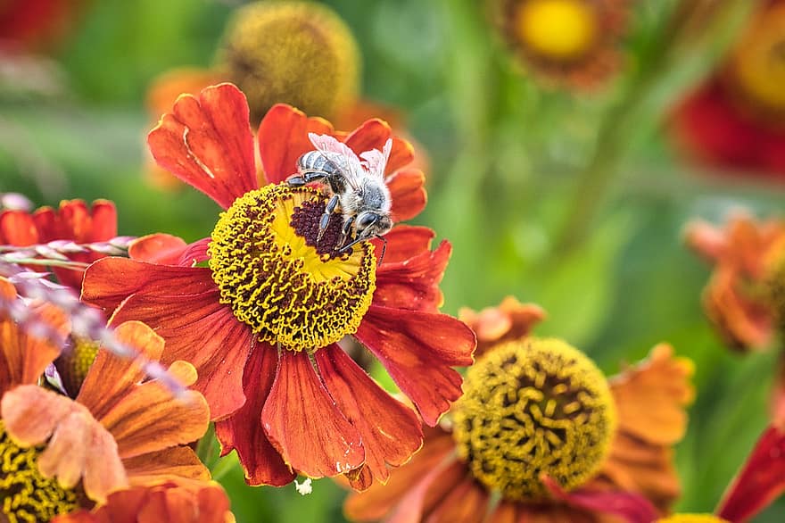 bi, blomma, kronblad, frön, pollen, knopp