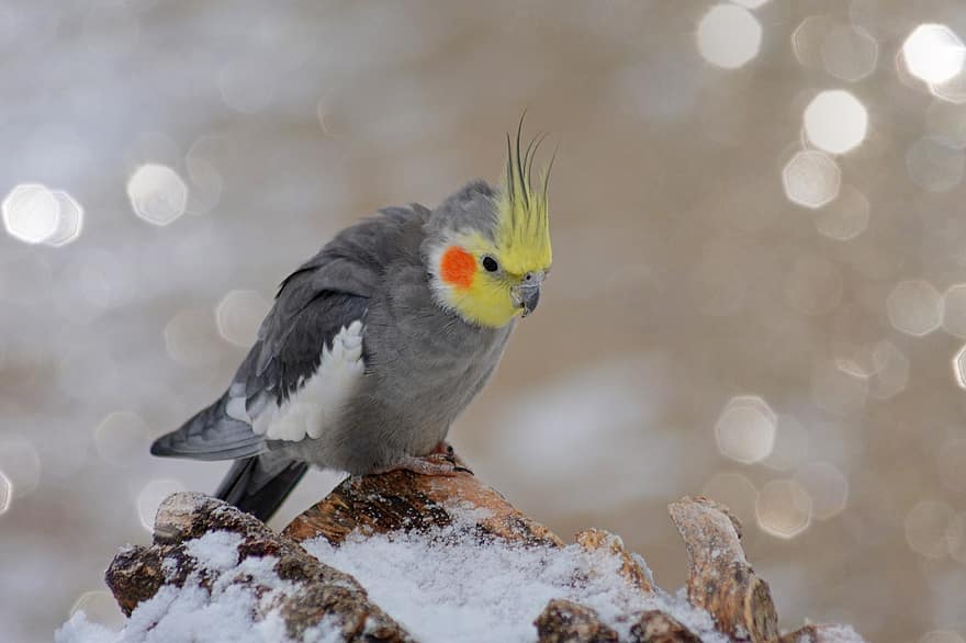 Burung Nimfa, cockatiel, musim dingin, burung, alam