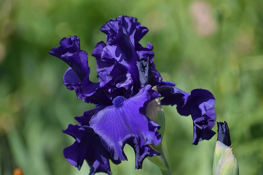 Schwertlilie, Iris, Gartenpflanze, samtig, glänzend, blühen, Knospe, Nahansicht, Blume, Pflanze, lila