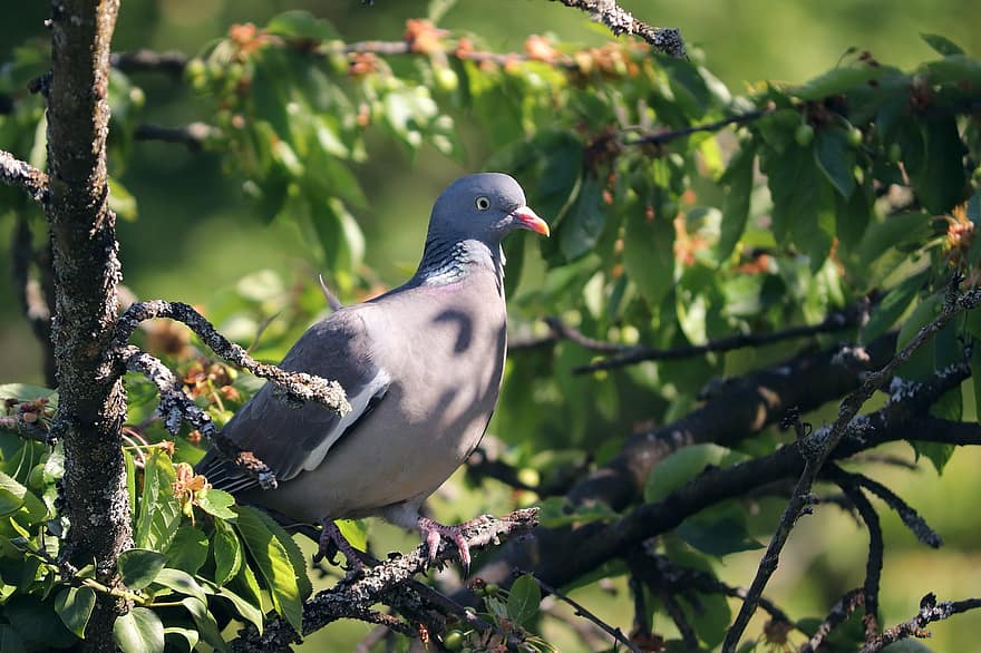 Wood Pigeon, Bird, Branch, Perched, Dove, Pigeon, Ring Dove, Columba Palumbus, Feathers, Plumage, Beak