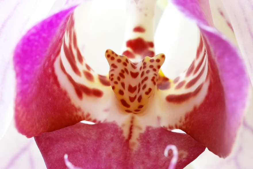 orchidée, fleur, plante, pétales, phalaenopsis, orchidaceae, Floraison, macro