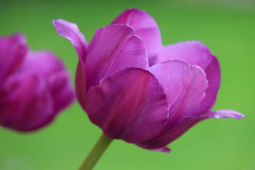 tulipanes, primavera, jardín, púrpura, Violeta, flor, pétalos, floreció, floración, flora