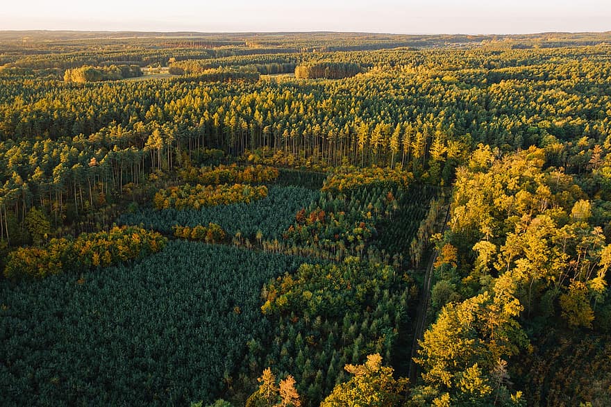 les forêts, paysage, drone, aérien, photographie par drone, vue aérienne, des arbres, les bois, paysage forestier, la nature, l'automne