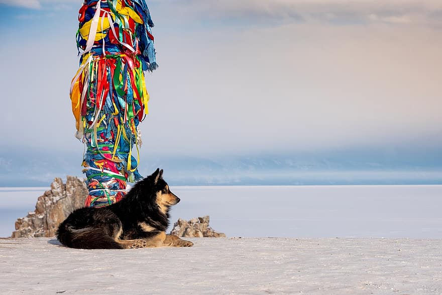 hond, schor, Totem-kolom, sjamaan rock, Siberië, Siberische husky, baikal meer, winter, sneeuw