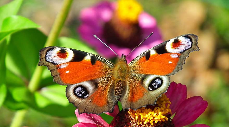 бабочка, насекомое, цинния, бабочка павлин, животное, цветок, природа, сад