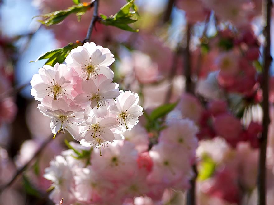 třešňové květy, plačící třešeň, růžové květy, sakura, jaro, Japonsko, květ, detail, rostlina, svěžest, okvětní lístek