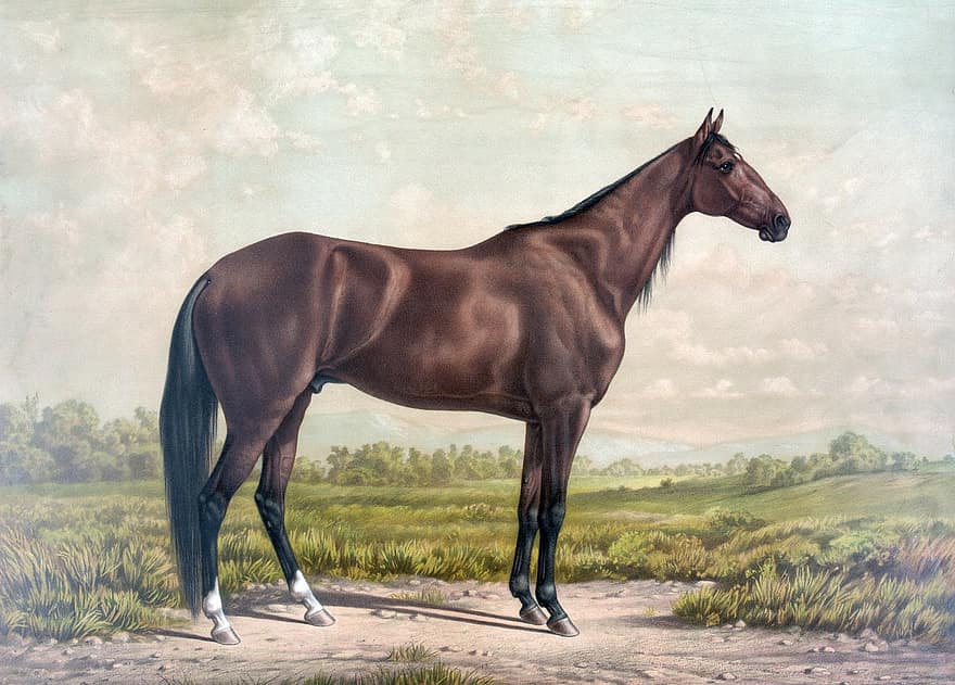Horse, Thoroughbred, Vintage, Painting, Portrait, Art, Poster, Print, Card, Beautiful