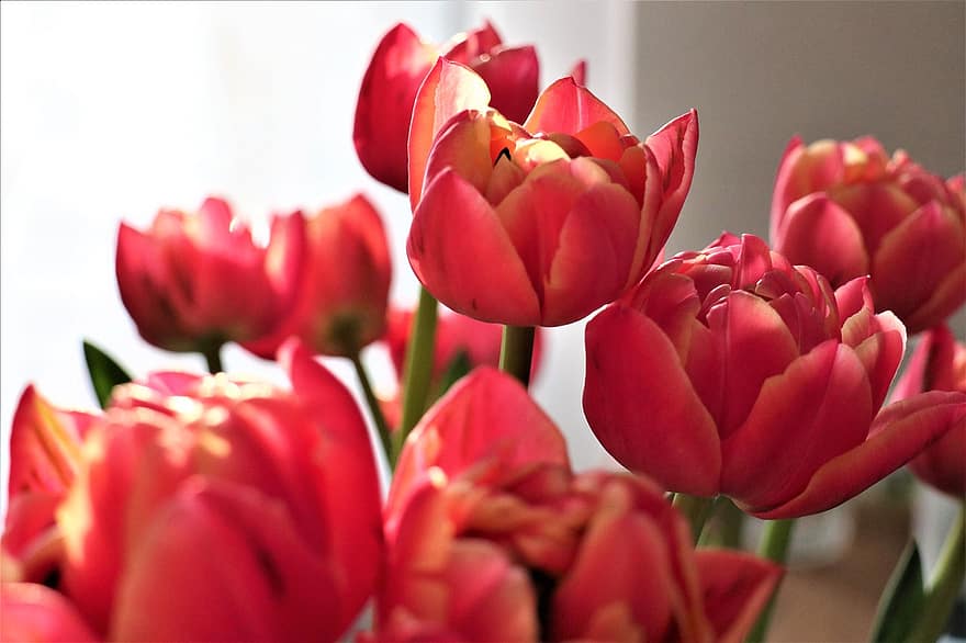tulipán, virágok, szirmok, csokor, rózsaszín virágok, virágzás, tavaszi, virág, növény, virágfej, közelkép