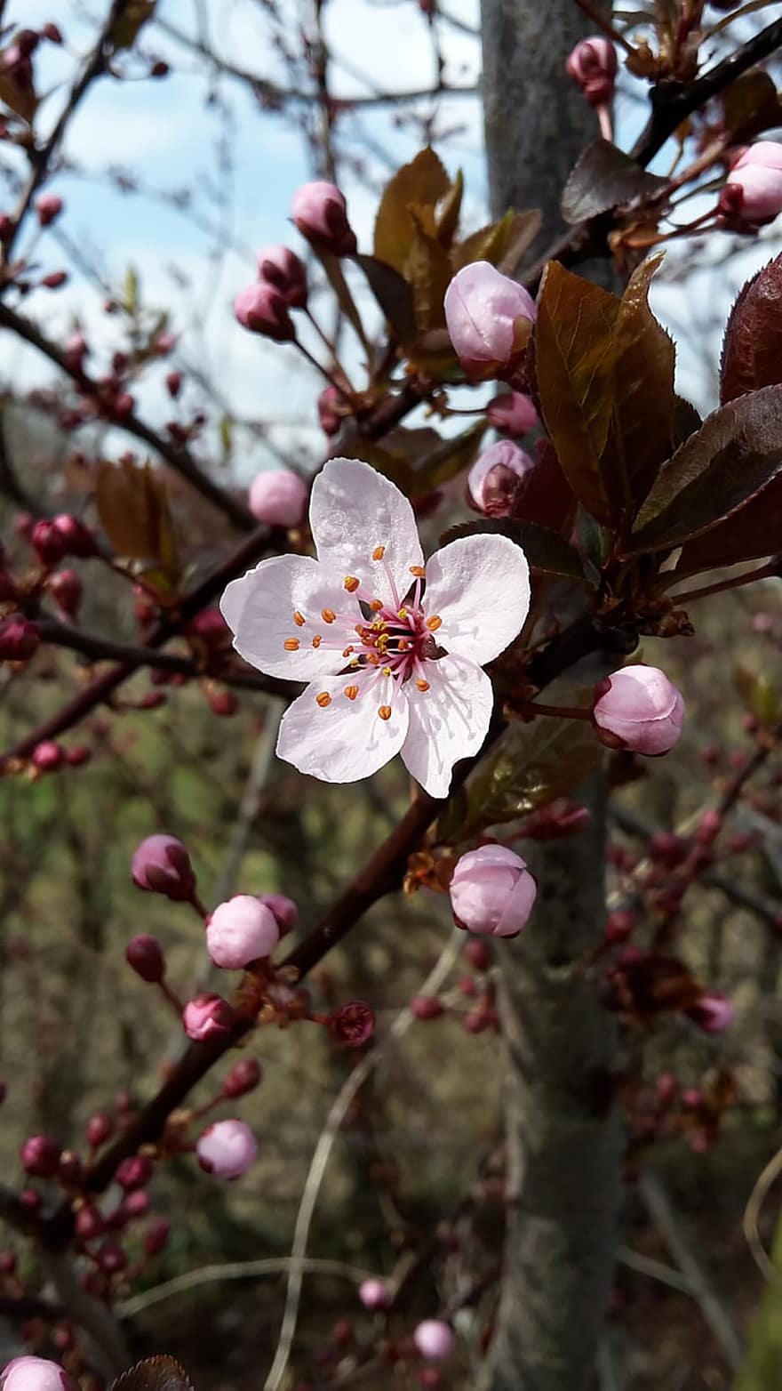 kirschblüte, Japoniška Kirsche