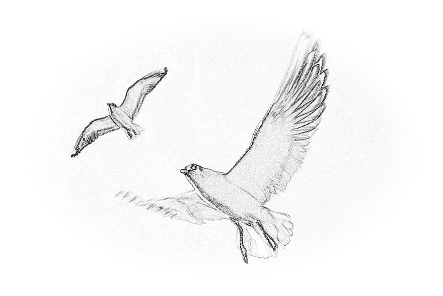 Seagull, Over, The Sea, Wings, Pencil Drawing