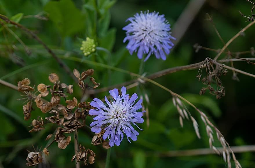 полето, цветя, knautia arvensis, синьо цвете, листенца, сини венчелистчета, разцвет, цвят, флора, природа, растение