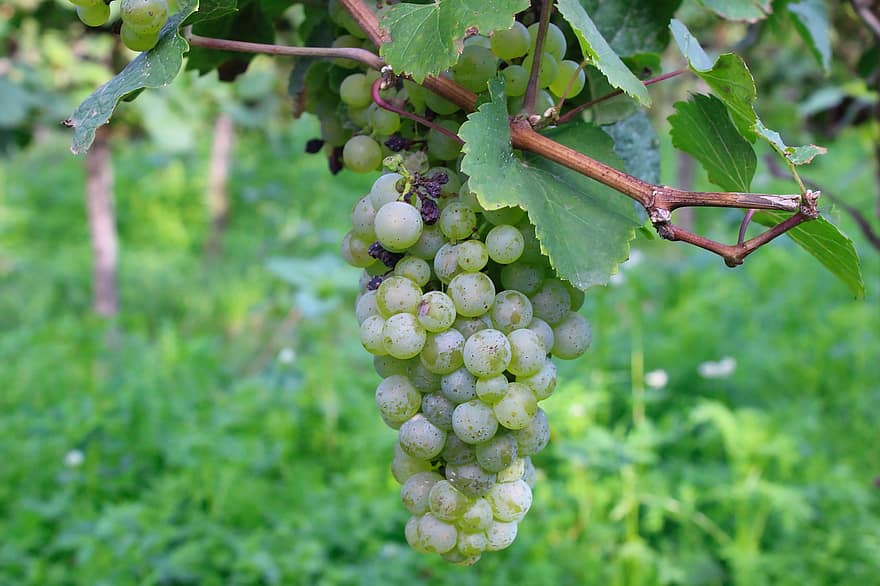 druiven, fruit, wijnstok, groene druiven, fabriek, bladeren, wijngaard, voedsel, biologisch, wijnbouw, natuur
