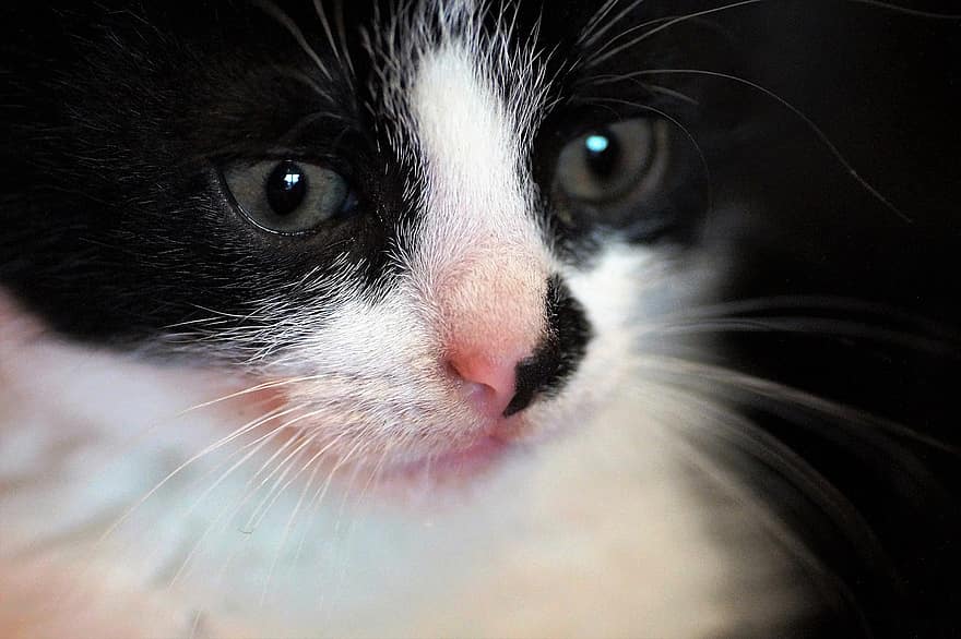 kedi yavrusu, kedi, ağız, bıyık, kedinin gözleri, hayvan, ev kedisi, memeli, sevimli, tapılası, portre