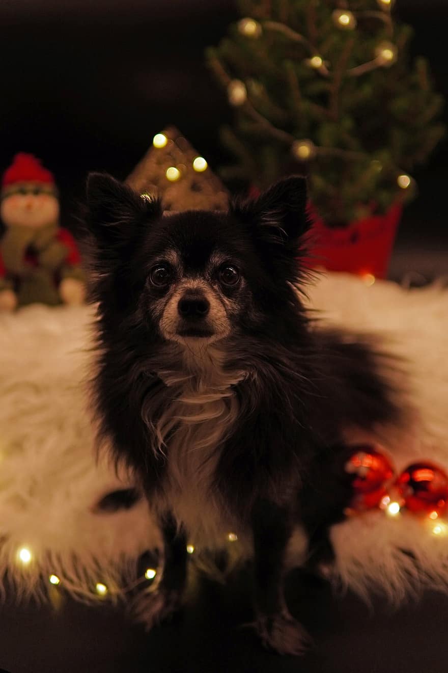 Dog, Christmas, Chihuahua, Holiday