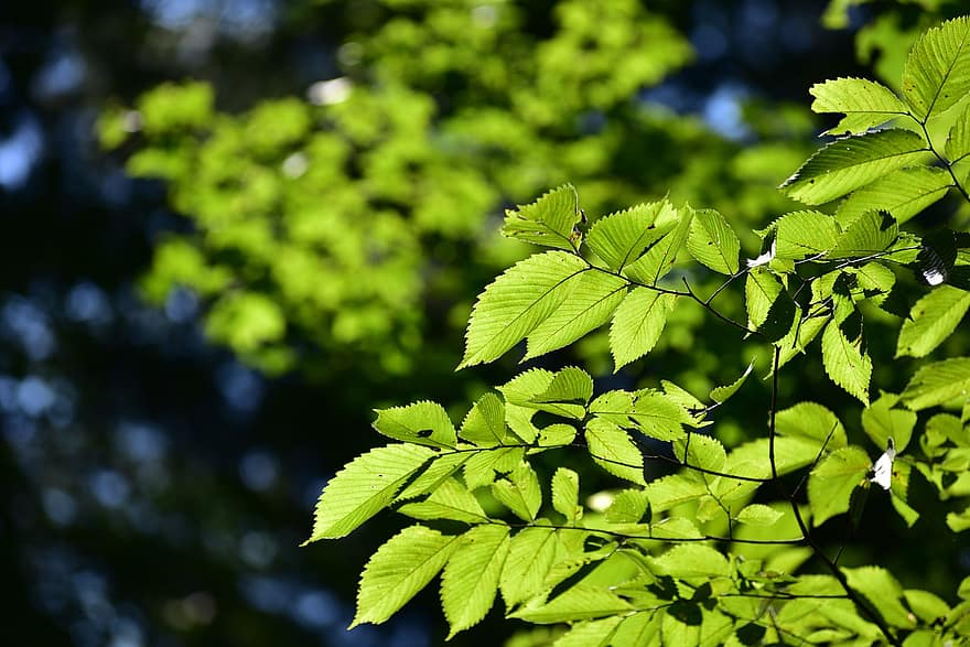 Leaves, Green, Foliage, Trees, Branches, Twigs, Nature, Plant, Leaf Veins, Texture, Forest