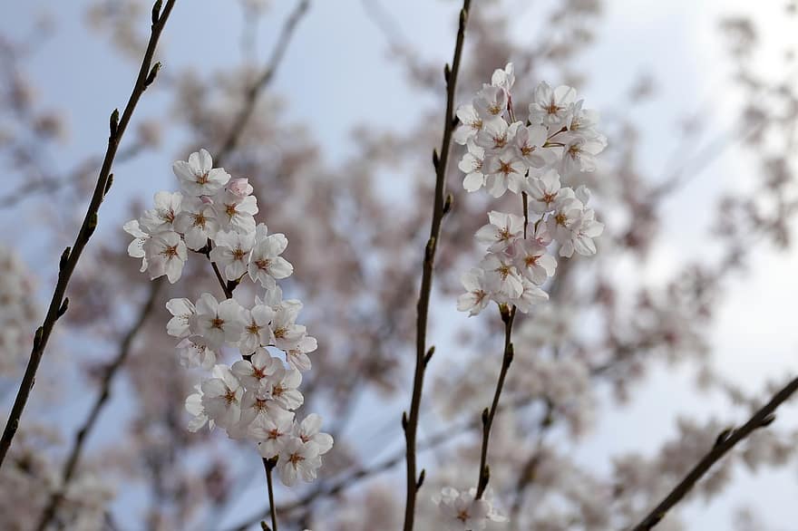 Cherry Blossoms, Sakura, Flowers, Nature, Close Up, Spring, branch, springtime, flower, season, close-up