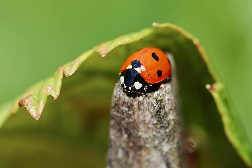 Ladybug, Beetle, Insect, Red, Lucky Charm, Points, Luck, Spotted, Animal, Garden, Lucky Ladybug