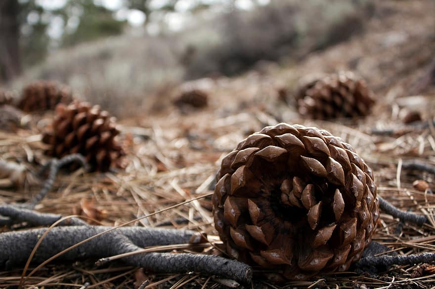Pine Cones, Forest Floor, Forest, Nature