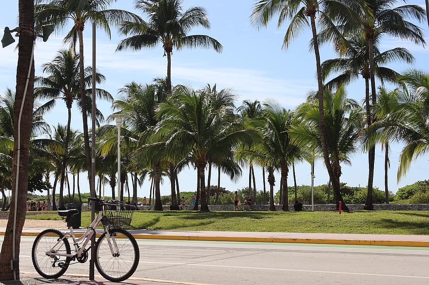 Ocean Drive, Miami Beach, straat, palmbomen, vakantie, zomer, palmboom, sport, boom, blauw, vakanties