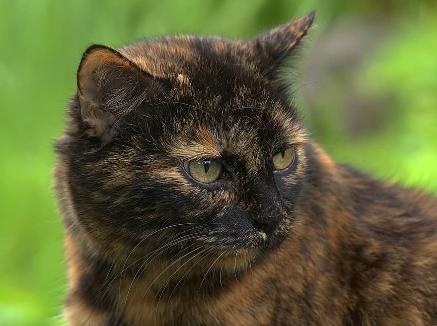 kucing, membelai, menghadapi, kucing tenggiri merah, mamalia, orang eropa, rambut pendek, kucing rumahan, hewan, predator