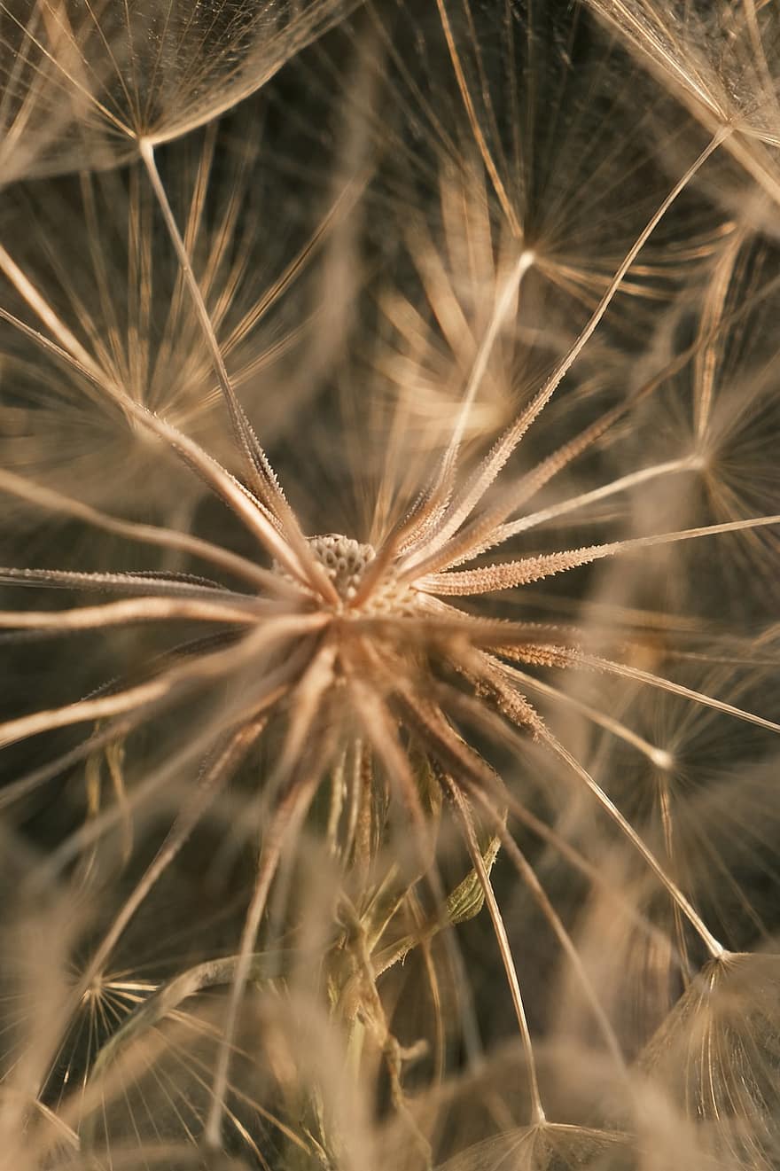 Flower, Dandelion, Wildflower, Macro, close-up, plant, backgrounds, summer, seed, abstract, botany