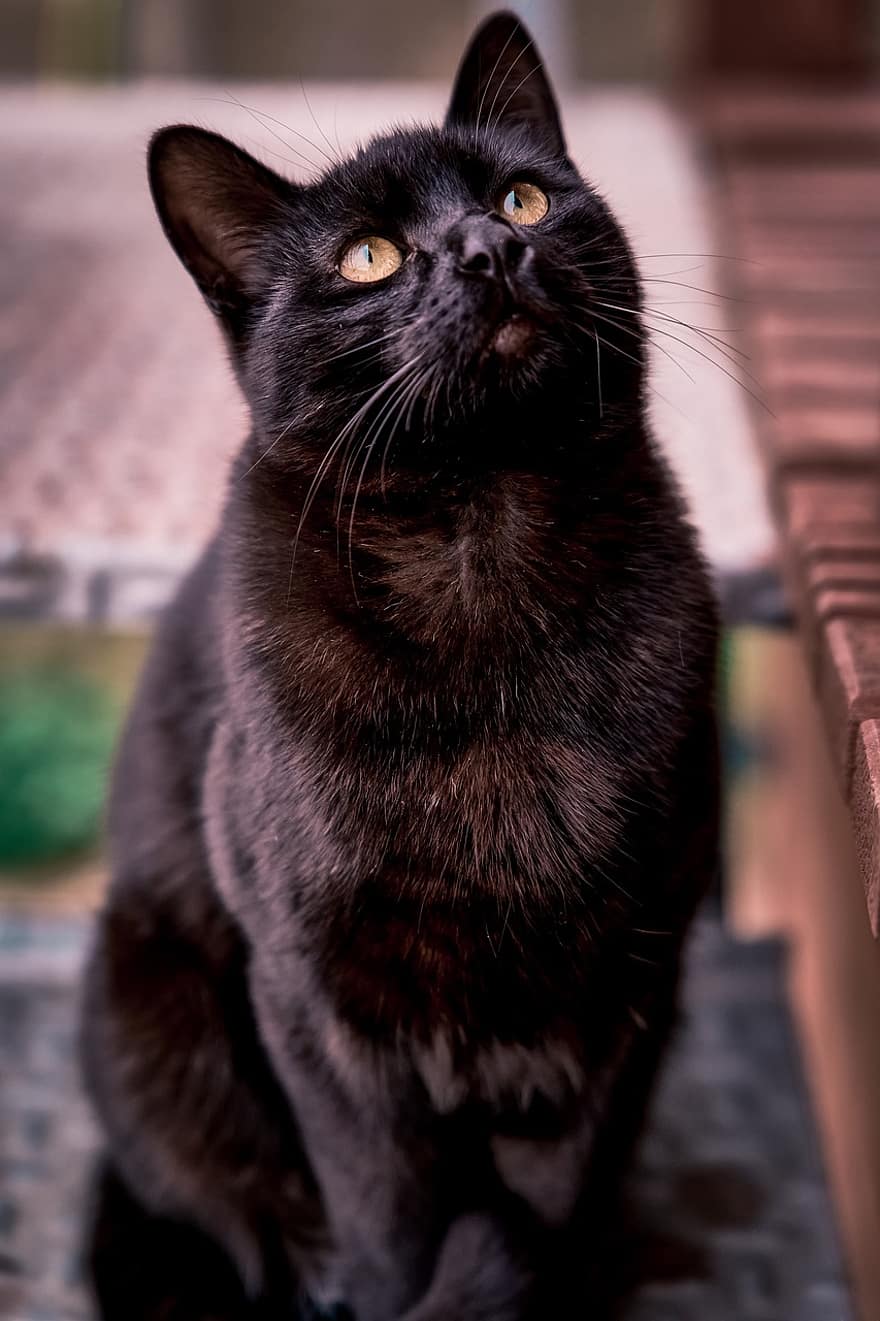кішка, Чорна кішка, домашня тварина, котячих, тварина, домашні тварини, домашня кішка, милий, дивлячись, сидячи, кошеня