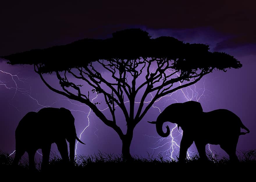 silhouet, olifant, Afrika, dier, natuur, wild, ontwerp, olifanten, safari, zwart, bliksem