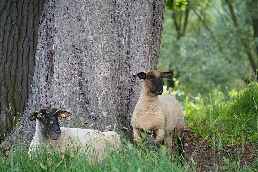 ovelha, animais, mamífero, grama, pecuária, lã, animais de fazenda, mundo animal