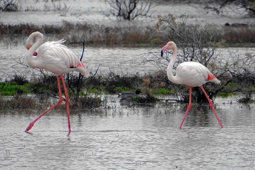 flamingos, fåglar, djur, fjäderdräkt, sjö, flod, träsk, fjädrar, näbb, räkningen, långbent