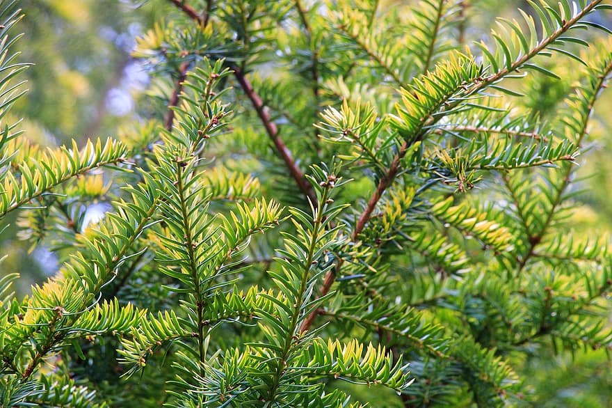 Spruce, Tree, Needles, Leaves, Branches, Foliage, Evergreen, Conifer, Plant, green color, branch