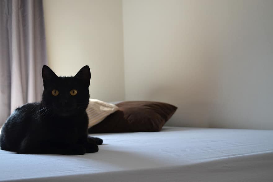 kat, sort kat, feline, kæledyr, pattedyr, dyr, soveværelse, seng, pude, indenlandske kat, indendørs