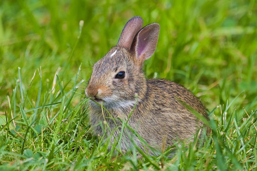 Conejo, naturaleza, fauna silvestre, animal, conejo bebé