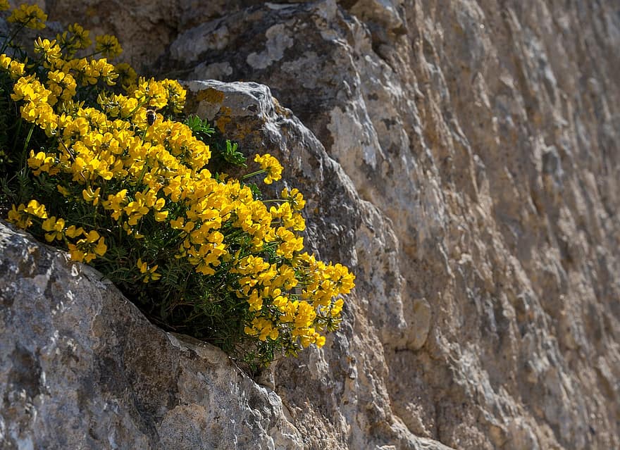 amarillo, las flores, pared, piedra, verano, Francia, naturaleza, floración, planta